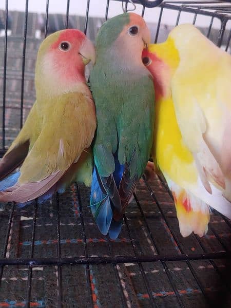 LOTINO AND GREEN LOVE BIRDS CREMINO NON RING 6