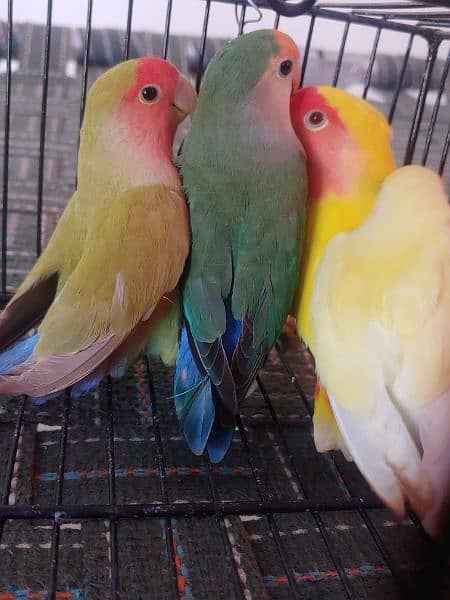 LOTINO AND GREEN LOVE BIRDS CREMINO NON RING 7