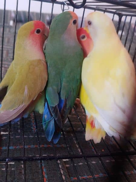 LOTINO AND GREEN LOVE BIRDS CREMINO NON RING 10