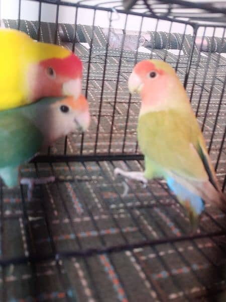 LOTINO AND GREEN LOVE BIRDS CREMINO NON RING 17