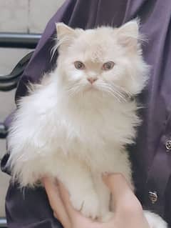 male Persian kitten 0