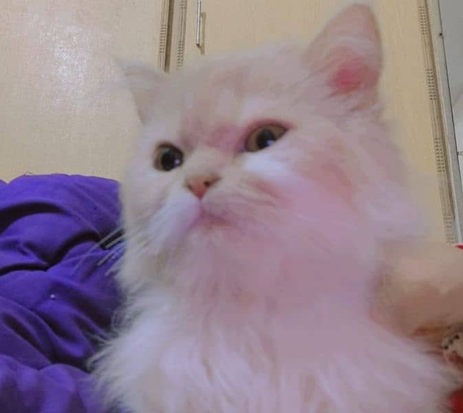 male Persian kitten 1
