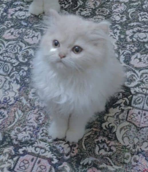 male Persian kitten 2