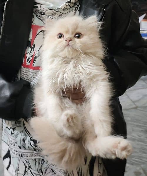 male Persian kitten 3
