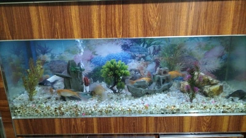 fish aquarium new condition. lmbai 4fit chorai 1.6 fit ghehrai 1.7fit 4