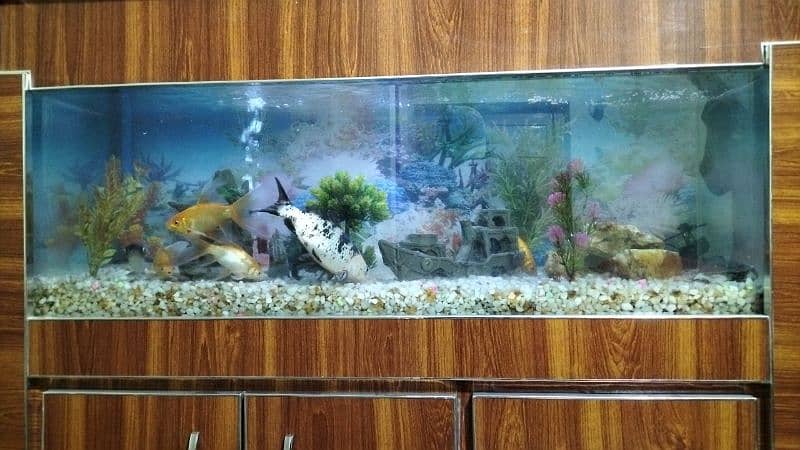 fish aquarium new condition. lmbai 4fit chorai 1.6 fit ghehrai 1.7fit 6