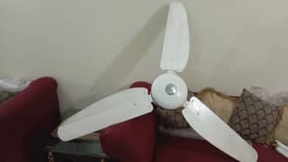 Two pure Royal fans are for sale. price of one royal fan is 5000