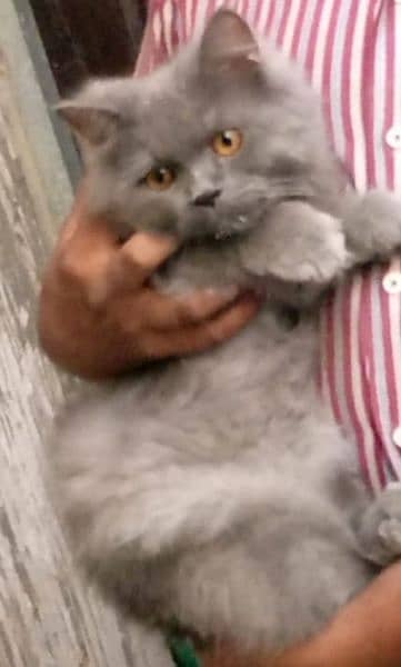 persian cat with  daliy roteen use things 3