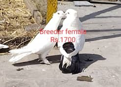 All breeder pigeons for sale