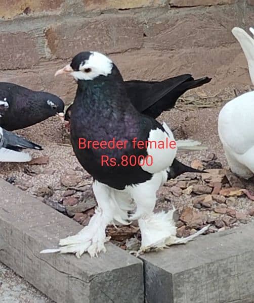 All breeder pigeons for sale 1