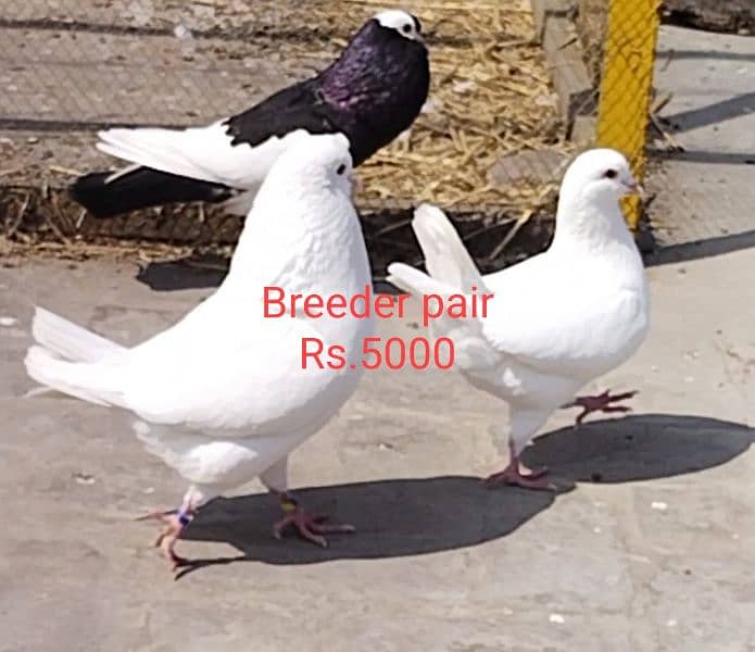 All breeder pigeons for sale 2
