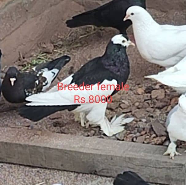 All breeder pigeons for sale 3