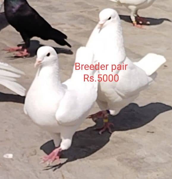 All breeder pigeons for sale 4