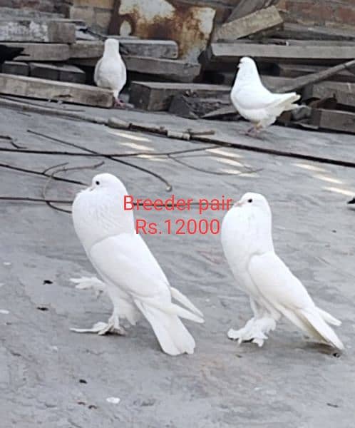 All breeder pigeons for sale 5