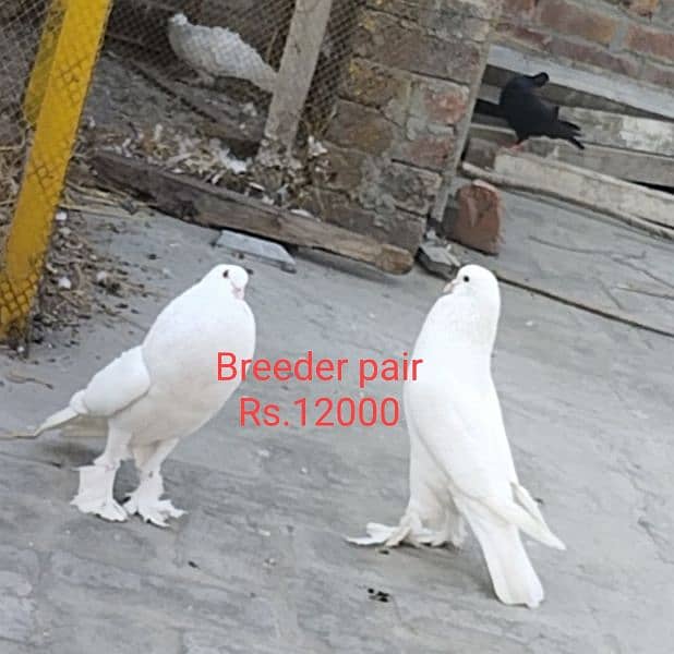 All breeder pigeons for sale 5