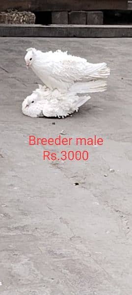 All breeder pigeons for sale 6