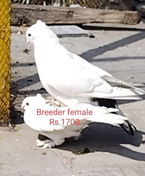 All breeder pigeons for sale 8
