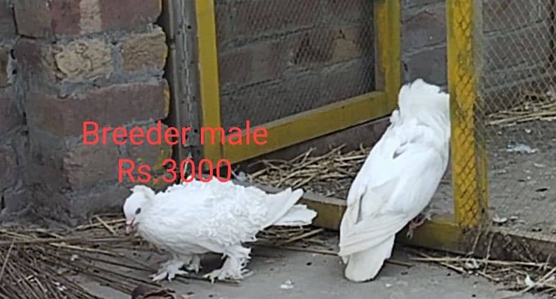 All breeder pigeons for sale 7