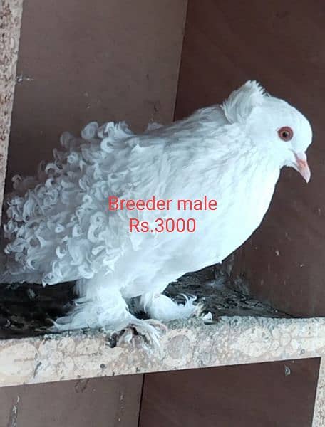 All breeder pigeons for sale 8