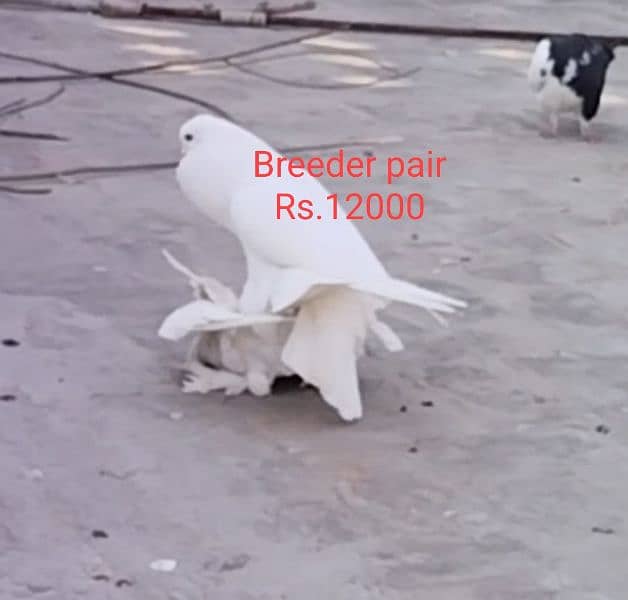All breeder pigeons for sale 10