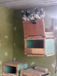 Teddy pigeons for sale