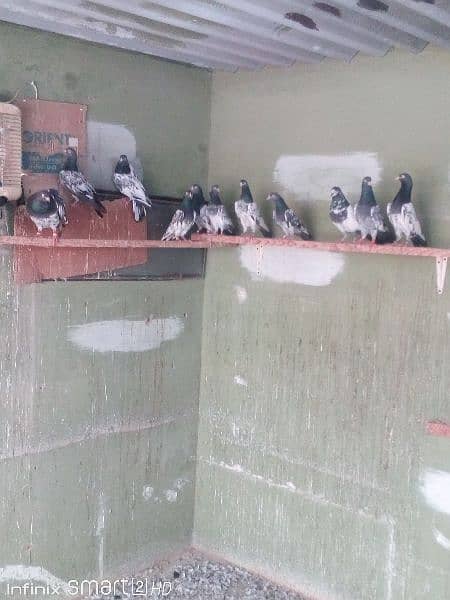 Teddy pigeons for sale 1