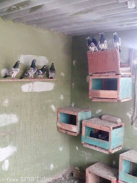 Teddy pigeons for sale 2