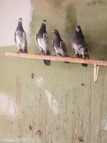 Teddy pigeons for sale 3