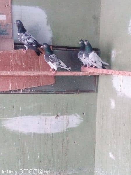 Teddy pigeons for sale 4