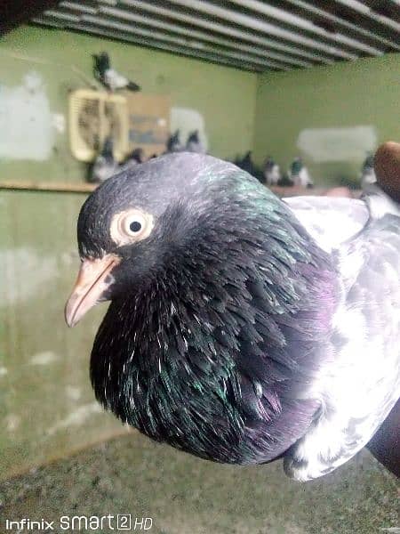 Teddy pigeons for sale 5