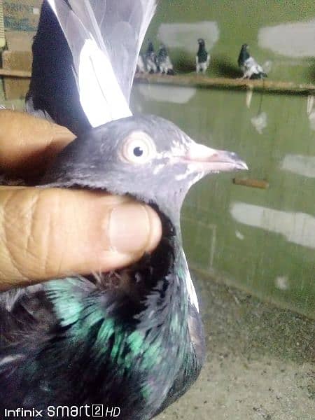 Teddy pigeons for sale 6