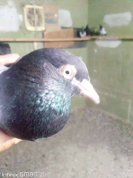Teddy pigeons for sale 9