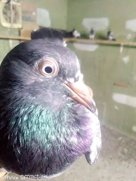 Teddy pigeons for sale 10