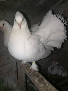 White Fantail Pigeons for sale