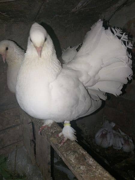 White Fantail Pigeons for sale 0