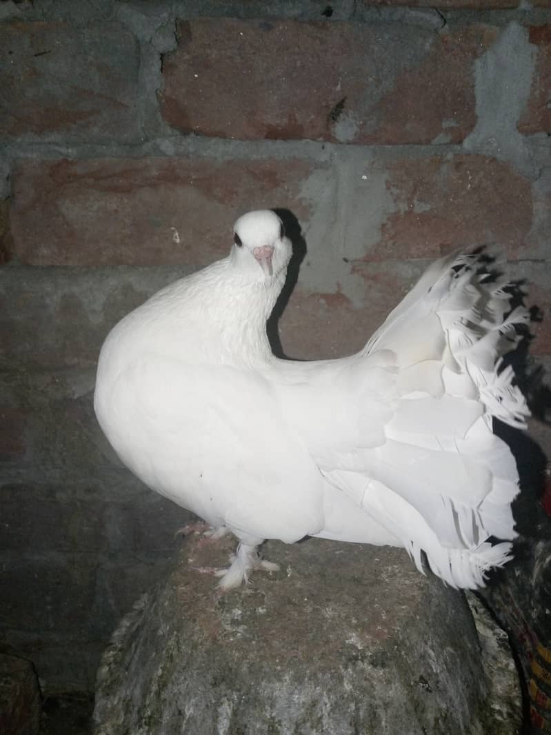 White Fantail Pigeons for sale 1