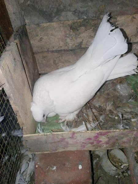 White Fantail Pigeons for sale 2