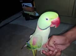 Hand tamed Raw parrot.