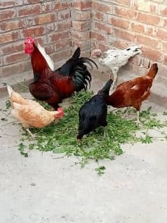 Golden Masri hen's & Cock