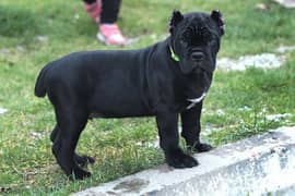 Cane Corso puppies available for sale.
