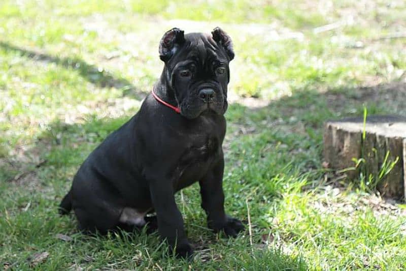 Cane Corso puppies available for sale. 2
