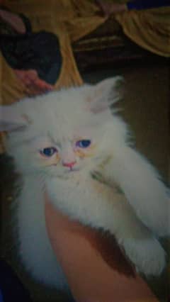 female kitten for sale
