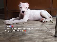 Dogo Argentino male puppy available for sale