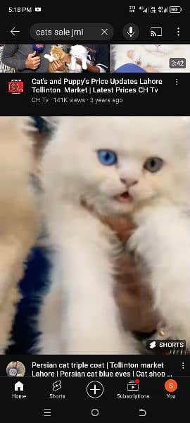 semi punchn face persion kitten 1 blue eyes and male od eyes blue gray 1