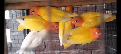 love bird home breed best quality nail flying ok