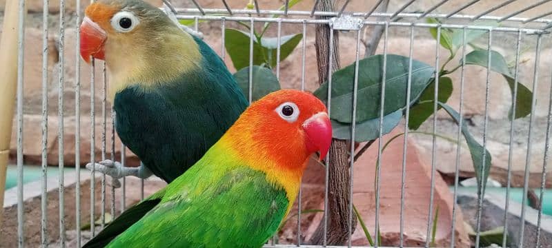 love bird home breed best quality nail flying ok 1