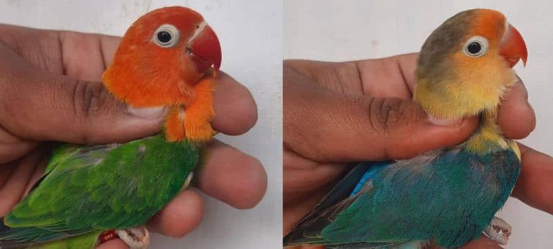 love bird home breed best quality nail flying ok 3