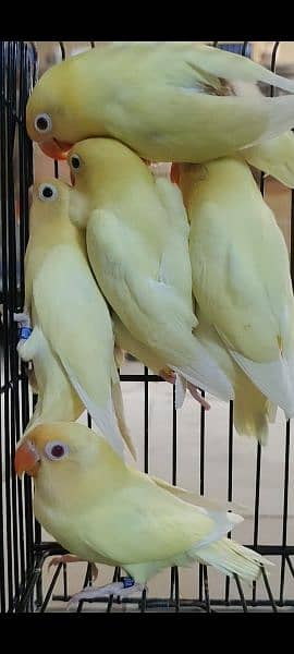 love bird home breed best quality nail flying ok 5