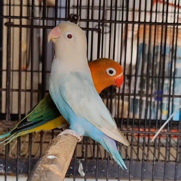 love bird home breed best quality nail flying ok 7