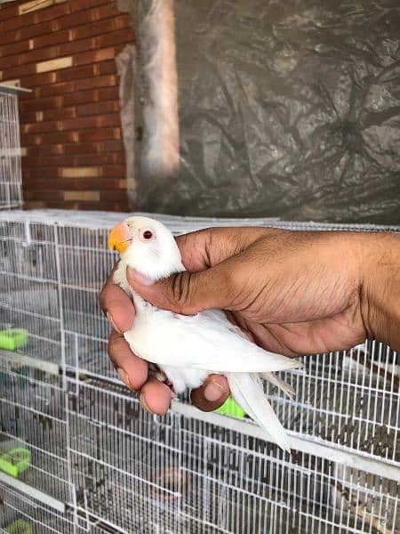 love bird home breed best quality nail flying ok 8